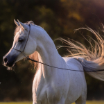 Mansour Al Murad Straight Egyptian Stallion