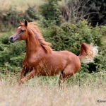 Masahir Al Qusar straight egyptian colt