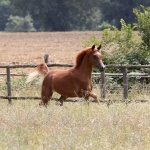 Masahir Al Qusar straight egyptian colt