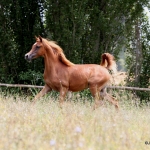 Masahir Al Qusar straight egyptian colt