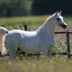 Mayfousa Straight Egyptian Mare