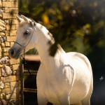 Mayfousa Straight Egyptian Mare