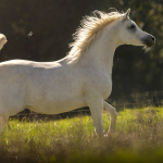 Mayfousa Straight Egyptian Mare