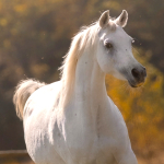 Mayfousa Straight Egyptian Mare