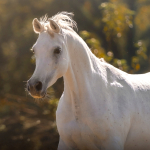 Mayfousa Straight Egyptian Mare