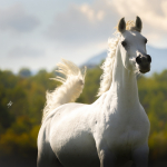 Mayfousa Straight Egyptian Mare