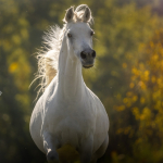 Mayfousa Straight Egyptian Mare