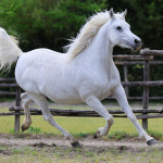 Mayfousa Straight Egyptian Mare