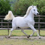 Mayfousa Straight Egyptian Mare