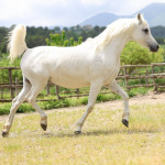 Mayfousa Straight Egyptian Mare