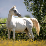 Mufajaa Al Murad Straight Egyptian Mare