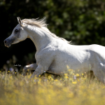 Mufajaa Al Murad Straight Egyptian Mare