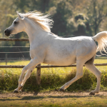 Mufajaa Al Murad Straight Egyptian Mare