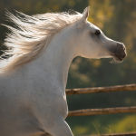 Mufajaa Al Murad Straight Egyptian Mare