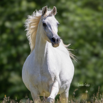 Mufajaa Al Murad Straight Egyptian Mare
