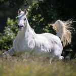 Mufajaa Al Murad Straight Egyptian Mare