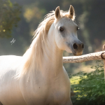 Mufajaa Al Murad Straight Egyptian Mare