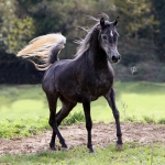 TB Muneera Straight Egyptian Mare