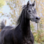 TB Muneera Straight Egyptian Mare