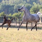 TB Muneera Straight Egyptian Mare
