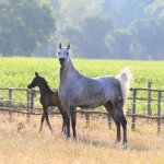 TB Muneera Straight Egyptian Mare