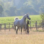 TB Muneera Straight Egyptian Mare