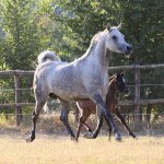 TB Muneera Straight Egyptian Mare