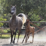 TB Muneera Straight Egyptian Mare