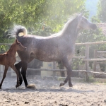 TB Muneera Straight Egyptian Mare