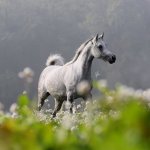 TB Muneera Straight Egyptian Mare