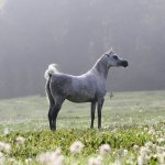 TB Muneera Straight Egyptian Mare