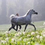 TB Muneera Straight Egyptian Mare