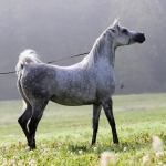 TB Muneera Straight Egyptian Mare