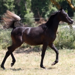 TB Muneera Straight Egyptian Mare