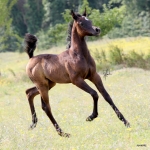 TB Muneera Straight Egyptian Mare