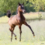 TB Muneera Straight Egyptian Mare