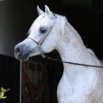 Nabeel Al Khaled Straight Arabian Stallion