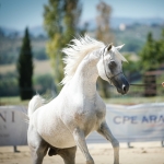 Nabeel Al Khaled Straight Arabian Stallion