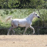 Nazeera Le Soleil Straight Egyptian Mare