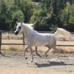 Nazeera Le Soleil Straight Egyptian Mare