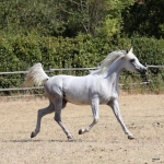 Nazeera Le Soleil Straight Egyptian Mare