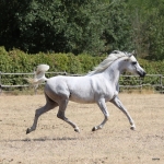 Nazeera Le Soleil Straight Egyptian Mare