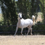 Nazeera Le Soleil Straight Egyptian Mare