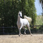Nazeera Le Soleil Straight Egyptian Mare