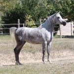 Neter Mansoura (2).JPG