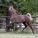 NK Fouad Straight Egyptian Colt