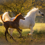 Radalidaa Straight Egyptian Mare