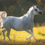 Radalidaa Straight Egyptian Mare