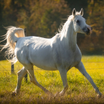 Radalidaa Straight Egyptian Mare