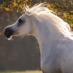 Radalidaa Straight Egyptian Mare